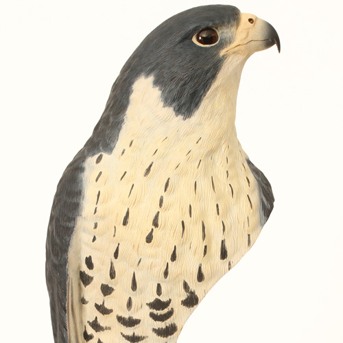 Peregrine Falcon