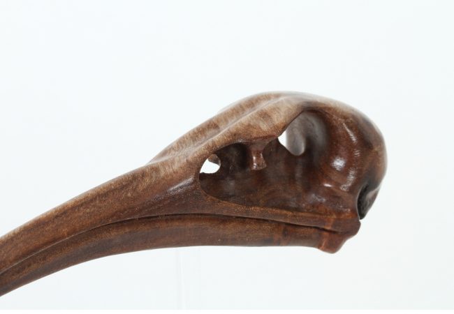 Ibis Skull