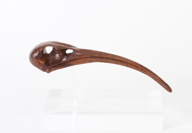 Ibis Skull