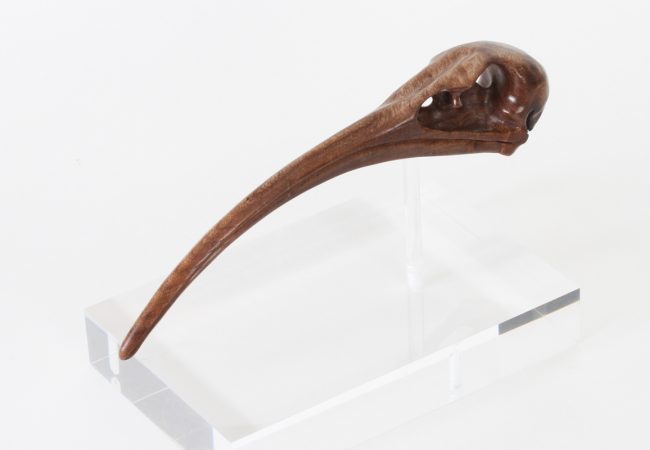 Ibis Skull