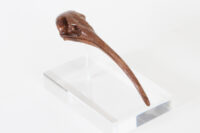 Ibis Skull