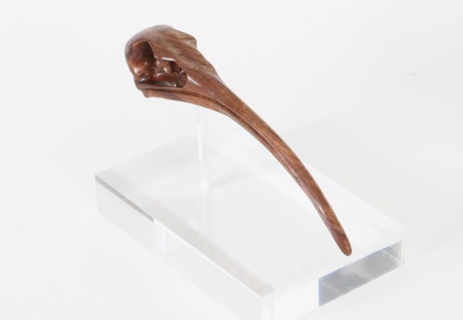 Ibis Skull