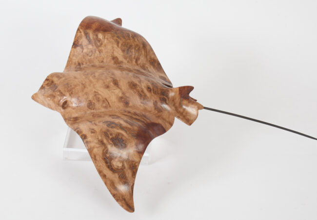 Eagle Ray in Oak Burr
