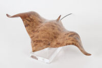 Eagle Ray in Oak Burr