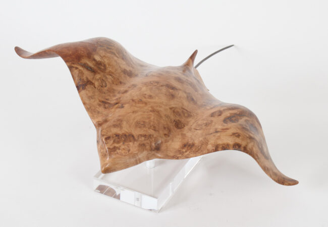 Eagle Ray in Oak Burr