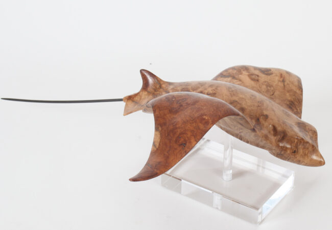 Eagle Ray in Oak Burr