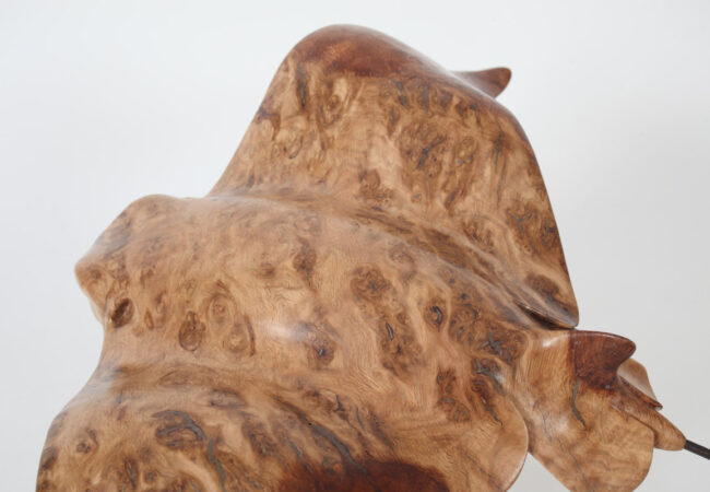 Eagle Ray in Oak Burr