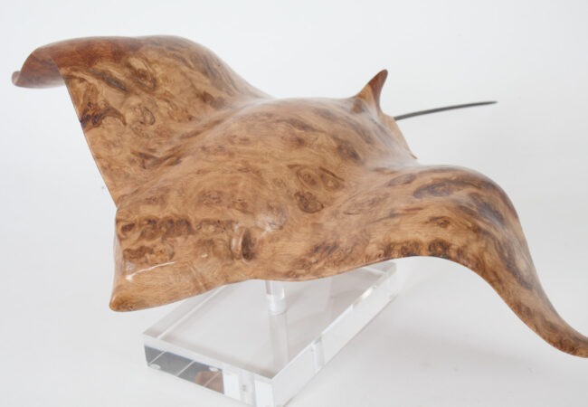 Eagle Ray in Oak Burr