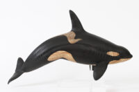 Orca