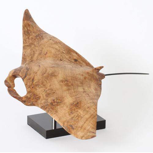 Oak Burr Manta Ray