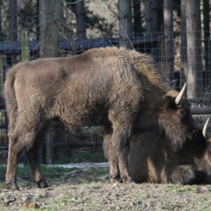 Wildwood Trust