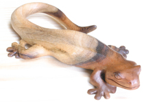 Gecko