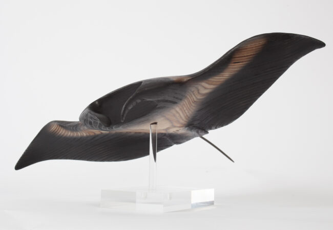 Giant Manta